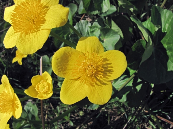 Caltha palustris palustris
Kingcup, Marsh-marigold (Eng) Gewone Dotterbloem (Ned) Sumpfdotterblume (Ger) 
Trefwoorden: Plant;Ranunculaceae;Bloem;geel;moerasplant