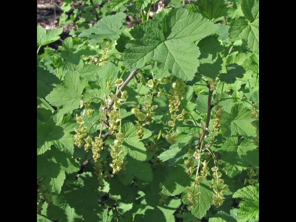 Ribes rubrum
Redcurrant (Eng) Aalbes (Ned) Rote Johannisbeere (Ger) 
Trefwoorden: Plant;struik;Grossulariaceae;Bloem;groen;onopvallend;cultuurgewas