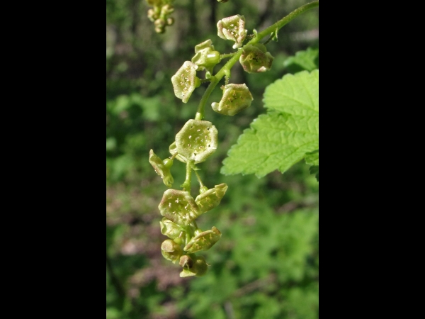 Ribes rubrum
Redcurrant (Eng) Aalbes (Ned) Rote Johannisbeere (Ger) 
Trefwoorden: Plant;struik;Grossulariaceae;Bloem;groen;onopvallend;cultuurgewas