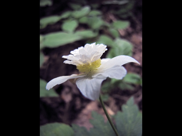 Anemonoides nemorosa
Wood Anemone (Eng) Bosanemoon (Ned) Buschwindröschen (Ger) - Double flowered cultivar
Trefwoorden: Plant;Ranunculaceae;Bloem;wit;purper;bosplant;stinzenplant