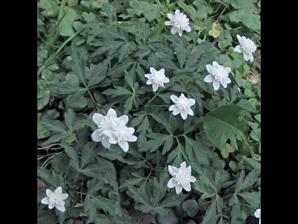 Anemonoides nemorosa
Wood Anemone (Eng) Bosanemoon (Ned) Buschwindröschen (Ger) - Double flowered cultivar
Trefwoorden: Plant;Ranunculaceae;Bloem;wit;purper;bosplant;stinzenplant