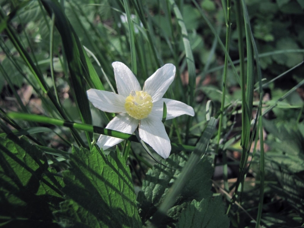 Anemonoides nemorosa
Wood Anemone (Eng) Bosanemoon (Ned) Buschwindröschen (Ger) - Double flowered cultivar
Trefwoorden: Plant;Ranunculaceae;Bloem;wit;purper;bosplant;stinzenplant