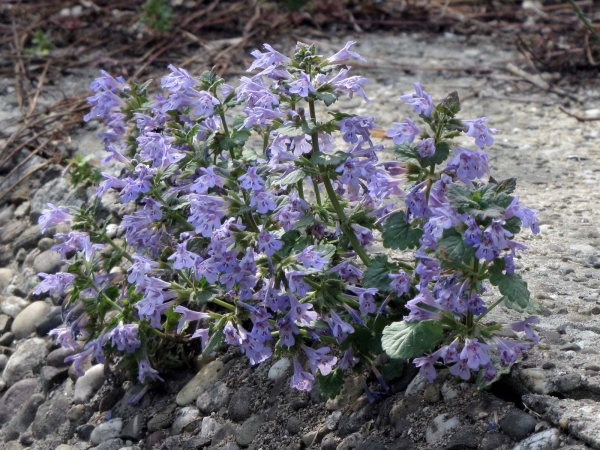 Glechoma hederacea
Ground-ivy, Creeping Charlie (Eng) Hondsdraf (Ned) Gundermann (Ger) 
Trefwoorden: Plant;Lamiaceae;Bloem;blauw