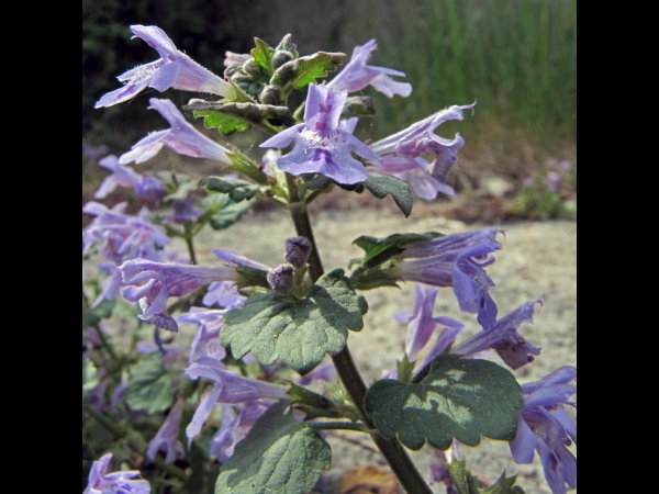 Glechoma hederacea
Ground-ivy, Creeping Charlie (Eng) Hondsdraf (Ned) Gundermann (Ger) 
Trefwoorden: Plant;Lamiaceae;Bloem;blauw