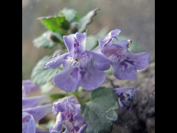 Glechoma hederacea
Ground-ivy, Creeping Charlie (Eng) Hondsdraf (Ned) Gundermann (Ger) 
Trefwoorden: Plant;Lamiaceae;Bloem;blauw