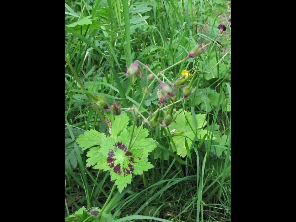 Geranium phaeum
Dusky Crane's-bill (Eng) Donkere Ooievaarsbek (Ned) Brauner Storchschnabel (Ger)
Trefwoorden: Plant;Geraniaceae;Bloem;rood;purper;schaduwplant;stinzenplant