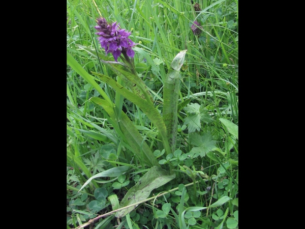 Dactylorhiza majalis
Western Marsh Orchid, Broad-leaved Marsh Orchid (Eng) Brede Orchis, Meiorchis (Ned) Breitblättriges Knabenkraut (Ger)
Trefwoorden: Plant;Orchidaceae;Bloem;paars;roze