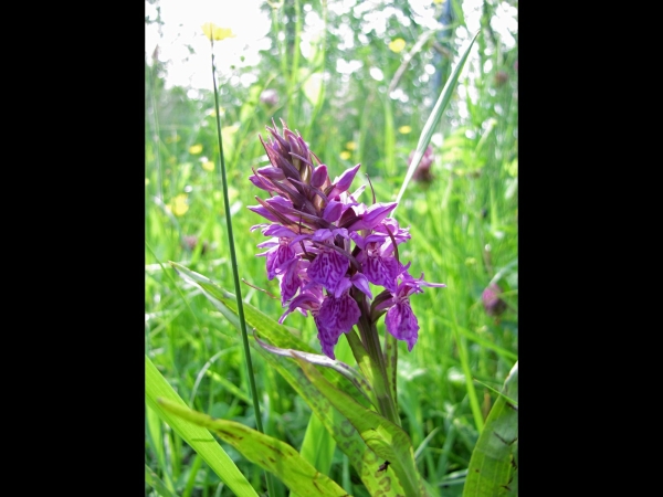 Dactylorhiza majalis
Western Marsh Orchid, Broad-leaved Marsh Orchid (Eng) Brede Orchis, Meiorchis (Ned) Breitblättriges Knabenkraut (Ger)
Trefwoorden: Plant;Orchidaceae;Bloem;paars;roze