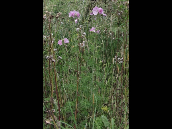 Malva moschata
Musk Mallow (Eng) Muskuskaasjeskruid (Ned) Moschus-Malve (Ger)
Trefwoorden: Plant;Malvaceae;Bloem;roze