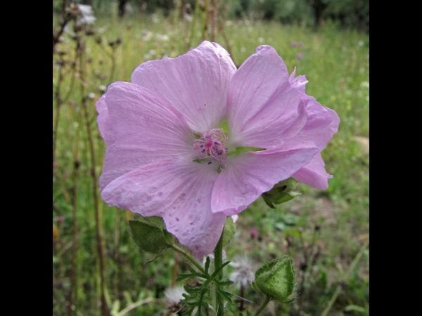 Malva moschata
Musk Mallow (Eng) Muskuskaasjeskruid (Ned) Moschus-Malve (Ger)
Trefwoorden: Plant;Malvaceae;Bloem;roze