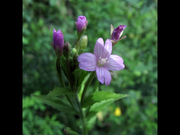 Epilobium parviflorum
Hoary Willowherb (Eng) Viltige basterdwederik (Ned) Kleinblütiges Weidenröschen (Ger) 
Trefwoorden: Plant;Onagraceae;Bloem;roze