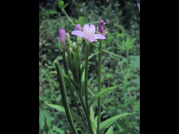 Epilobium parviflorum
Hoary Willowherb (Eng) Viltige basterdwederik (Ned) Kleinblütiges Weidenröschen (Ger) 
Trefwoorden: Plant;Onagraceae;Bloem;roze