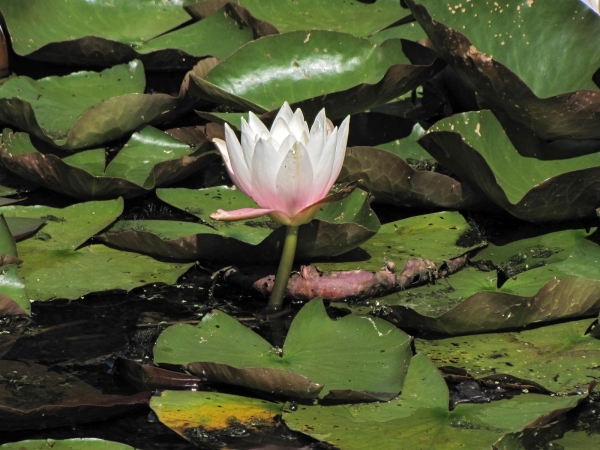 Nymphaea alba
European White Water Lily (Eng) Witte Waterlelie (Ned) Weiße Seerose (Ger)
Trefwoorden: Plant;Nymphaeaceae;Bloem;wit;waterplant