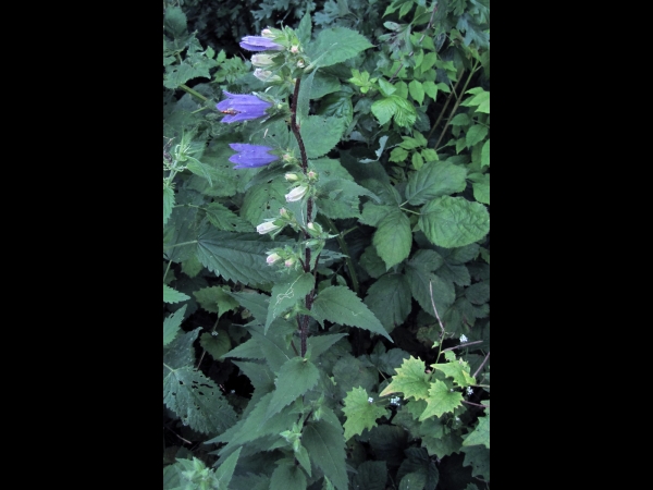 Campanula trachelium
Nettle-leaved Bellflower (Eng) Ruig Klokje (Ned) Nesselblättrige Glockenblume
Trefwoorden: Plant;Campanulaceae;Bloem;blauw;schaduwplant