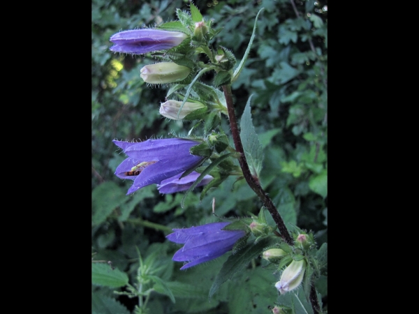 Campanula trachelium
Nettle-leaved Bellflower (Eng) Ruig Klokje (Ned) Nesselblättrige Glockenblume
Trefwoorden: Plant;Campanulaceae;Bloem;blauw;schaduwplant