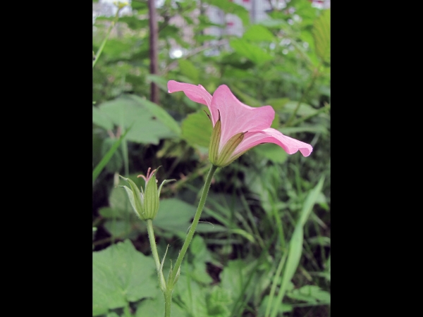 Geranium endressii
French Crane's-bill (Eng) Roze ooievaarsbek (Ned) Endress' Storchschnabell (Ger)
Trefwoorden: Plant;Geraniaceae;Bloem;roze;schaduwplant