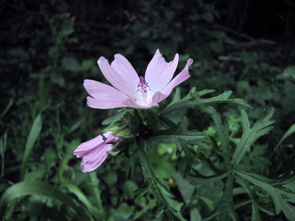 Malva moschata
Musk Mallow (Eng) Muskuskaasjeskruid (Ned) Moschus-Malve (Ger)
Trefwoorden: Plant;Malvaceae;Bloem;roze