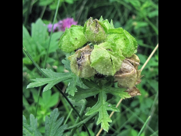 Malva moschata
Musk Mallow (Eng) Muskuskaasjeskruid (Ned) Moschus-Malve (Ger) - fruits
Trefwoorden: Plant;Malvaceae;Bloem;roze