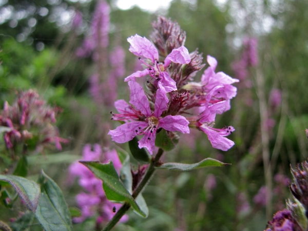 Lythrum salicaria
Purple Loosestrife (Eng) Grote Kattenstaart (Ned) Gewöhnlicher Blutweiderich (Ger) 
Trefwoorden: Plant;Lythraceae;Bloem;roze