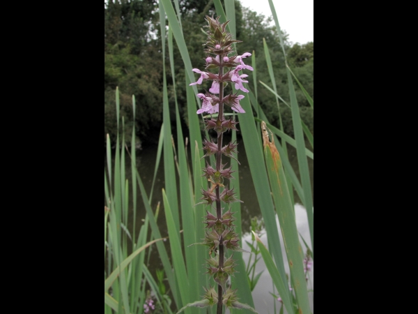 Stachys palustris
Marsh Woundwort (Eng) Moerasandoorn (Ned) Sumpf-Ziest (Ger)
Trefwoorden: Plant;Lamiaceae;Bloem;rood;purper;schaduwplant