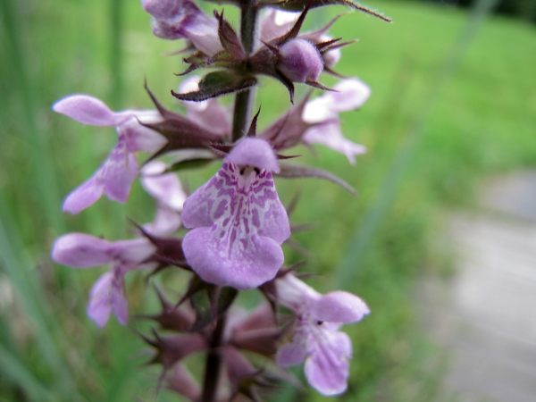 Stachys palustris
Marsh Woundwort (Eng) Moerasandoorn (Ned) Sumpf-Ziest (Ger)
Trefwoorden: Plant;Lamiaceae;Bloem;rood;purper;schaduwplant