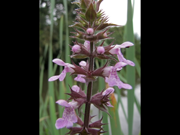 Stachys palustris
Marsh Woundwort (Eng) Moerasandoorn (Ned) Sumpf-Ziest (Ger)
Trefwoorden: Plant;Lamiaceae;Bloem;rood;purper;schaduwplant