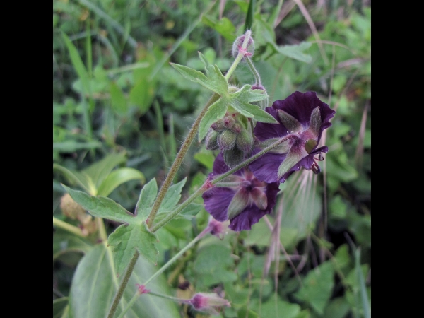 Geranium phaeum
Dusky Crane's-bill (Eng) Donkere Ooievaarsbek (Ned) Brauner Storchschnabel (Ger)
Trefwoorden: Plant;Geraniaceae;Bloem;rood;purper;schaduwplant;stinzenplant