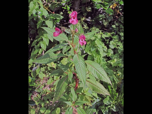 Impatiens glandulifera
Himalayan Balsam (Eng) Reuzenbalsemien (Ned) Drüsiges Springkraut
Trefwoorden: Plant;Balsaminaceae;Bloem;roze