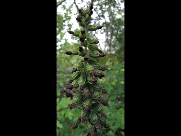 Epipactis helleborine
Broad-leaved Helleborine (Eng) Brede Wespenorchis (Ned) Breitblättrige Stendelwurz (Ger) – fruits
Trefwoorden: Plant;Orchidaceae;Bloem;bruin;roze