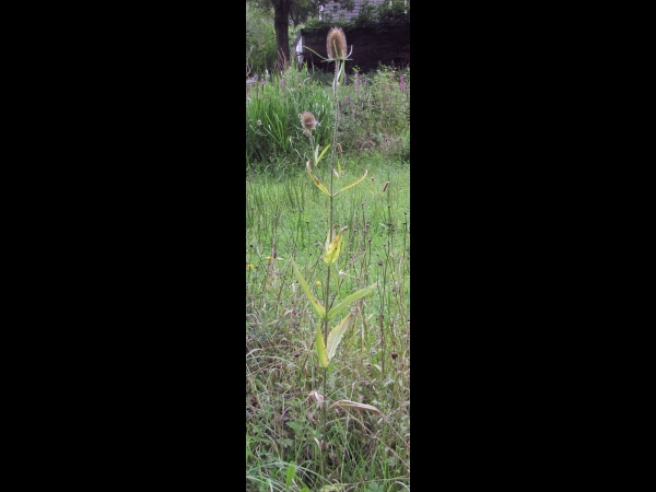 Dipsacus fullonum
Wild Teasel, Fuller's Teasel (Eng) Grote Kaardebol (Ned) Wilde Karde (Ger)
Trefwoorden: Plant;Caprifoliaceae;Bloem;lila