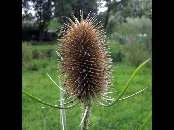 Dipsacus fullonum
Wild Teasel, Fuller's Teasel (Eng) Grote Kaardebol (Ned) Wilde Karde (Ger) - after flowering
Trefwoorden: Plant;Caprifoliaceae;Bloem;lila