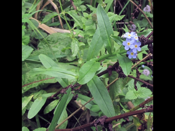 Myosotis scorpioides scorpioides
True Forget-me-not (Eng) Moerasvergeet-mij-nietje (Ned) Sumpf-Vergissmeinnicht (Ger)
Trefwoorden: Plant;Boraginaceae;Bloem;blauw;oeverplant