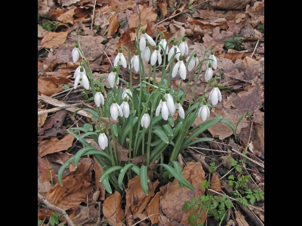 Galanthus nivalis
Common Snowdrop (Eng) Gewoon Sneeuwklokje (Ned) Kleines Schneeglöckchen (Ger)
Trefwoorden: Plant;Amaryllidaceae;Bloem;wit;stinzenplant