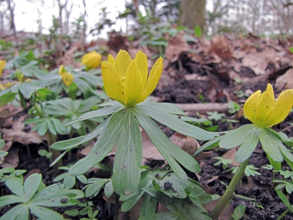 Eranthis hyemalis
Winter Aconite (Eng) Winterakoniet (Ned) Winterling (Ger) 
Trefwoorden: Plant;Ranunculaceae;Bloem;geel;stinzenplant