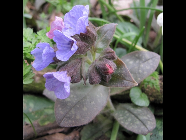 Pulmonaria officinalis
Common Lungwort (Eng) Gevlekt longkruid (Ned) Geflecktes Lungenkraut (Ger)
Trefwoorden: Plant;Boraginaceae;Bloem;roze;paars;blauw;stinzenplant