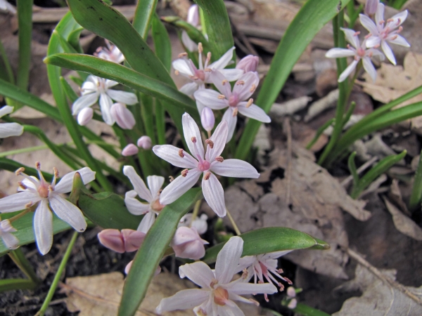 Scilla bifolia
Two-leaf Squill, Alpine Squill (Eng) Vroege Sterhyacint (Ned) Zweiblättriger Blaustern (Ger)
Trefwoorden: Plant;Asparagaceae;Bloem;blauw;stinzenplant;tuinplant