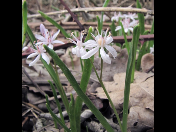 Scilla bifolia
Two-leaf Squill, Alpine Squill (Eng) Vroege Sterhyacint (Ned) Zweiblättriger Blaustern (Ger)
Trefwoorden: Plant;Asparagaceae;Bloem;blauw;stinzenplant;tuinplant