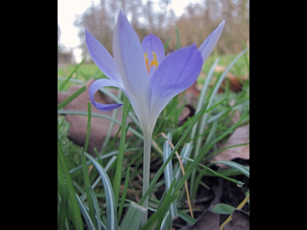 Crocus tommasinianus
Woodland Crocus (Eng) Boerenkrokus (Ned) Elfen-Krokus (Ger
Trefwoorden: Plant;Iridaceae;Bloem;blauw;wit;Stinzenplant