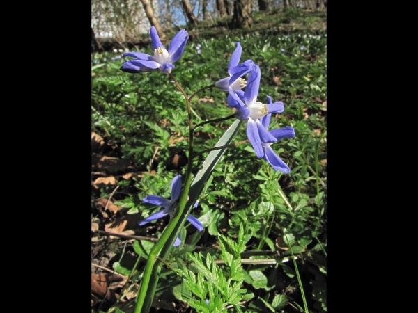 Scilla forbesii
Forbes' Glory-of-the-snow (Eng) Grote Sneeuwroem (Ned) Blauer Schneeglanz, Sternhyazinthe (Ger)
Trefwoorden: Plant;Asparagaceae;Bloem;blauw;wit;stinzenplant