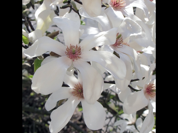 Magnolia; M. kobus
Kobus Magnolia (Eng) Beverboom, Magnolia, Tulpenboom (Ned) Kobushi-Magnolie (Ger)
Trefwoorden: Plant;Boom;Magnoliaceae;Bloem;wit