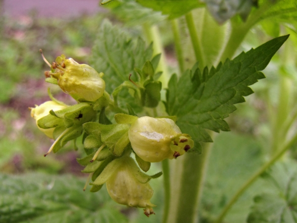 Scrophularia vernalis
Yellow Figwort (Eng) Voorjaarshelmkruid (Ned) Frühlings-Braunwurz (Ger) 
Trefwoorden: Plant;Scrophulariaceae;Bloem;groen;stinzenplant