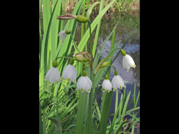 Leucojum aestivum
Summer Snowflake (Eng) Zomerklokje (Ned) Sommer-Knotenblume (Ger)
Trefwoorden: Plant;Amaryllidaceae;Bloem;wit