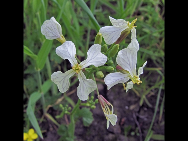 Raphanus raphanistrum
Wild Radish, Jointed Charlock  (Eng) Knopherik, Wilde radijs (Ned) Acker-Rettich (Ger)
Trefwoorden: Plant;Brassicaceae;Bloem;geel;wit