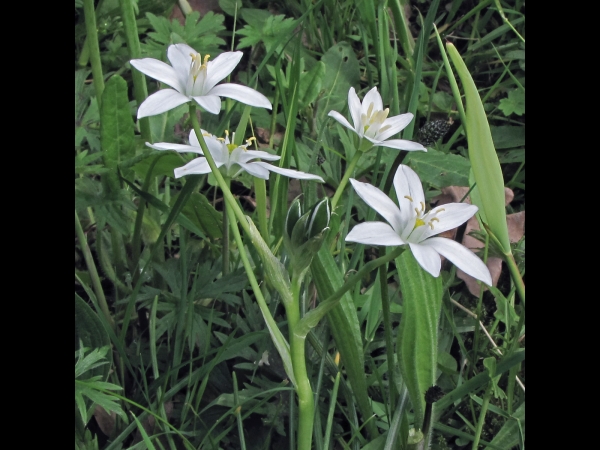 Ornithogalum umbellatum
Star of Bethlehem, Grass Lily (Eng) Gewone Vogelmelk (Ned) Dolden-Milchstern (Ger)
Trefwoorden: Plant;Asparagaceae;Bloem;wit