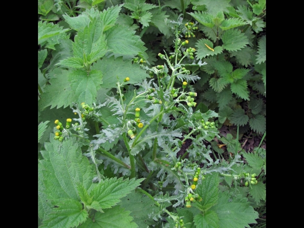 Senecio vulgaris
Common Groundsel (Eng) Klein Kruiskruid (Ned) Gewöhnliches Greiskraut (Ger)
Trefwoorden: Plant;Asteraceae;Bloem;geel