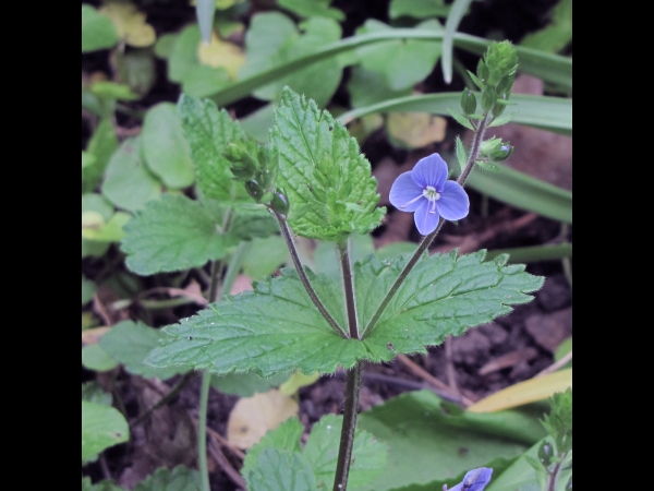 Veronica chamaedrys
Germander Speedwell (Eng) Gewone Ereprijs (Ned) Gamander-Ehrenpreis (Ger)
Trefwoorden: Plant;Plantaginaceae;Bloem;blauw