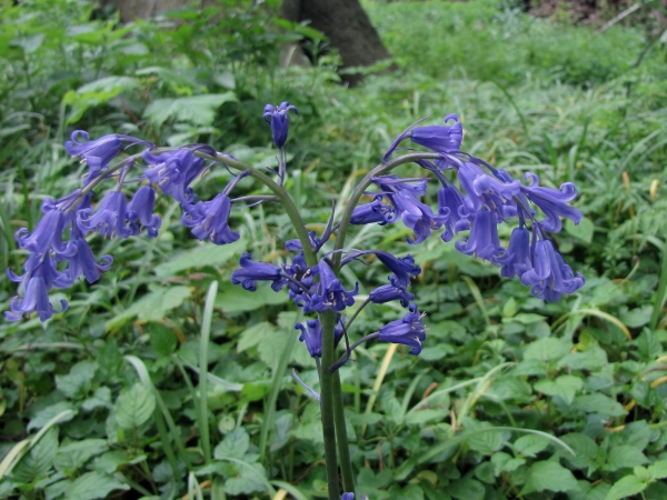 Hyacinthoides non-scripta
Common Bluebell (Eng) Wilde Hyacint, Boshyacint (Ned) Atlantisches Hasenglöckchen (Ger) 
Trefwoorden: Plant;Asparagaceae;Bloem;blauw