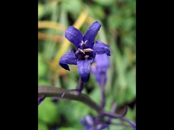 Hyacinthoides non-scripta
Common Bluebell (Eng) Wilde Hyacint, Boshyacint (Ned) Atlantisches Hasenglöckchen (Ger) 
Trefwoorden: Plant;Asparagaceae;Bloem;blauw