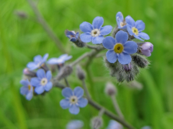 Myosotis arvensis
Field forget-me-not (Eng) Akkervergeet-mij-nietje (Ned) Acker-Vergissmeinnicht (Ger)
Trefwoorden: Plant;Boraginaceae;Bloem;blauw