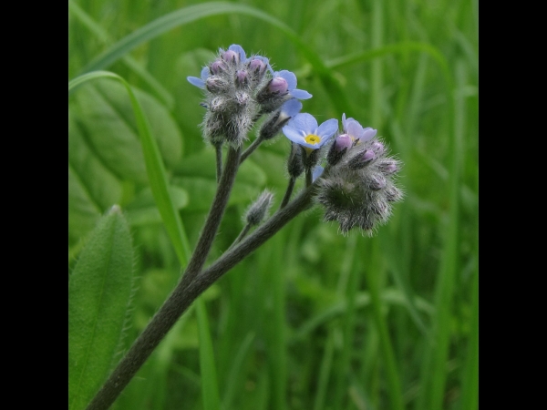 Myosotis arvensis
Field forget-me-not (Eng) Akkervergeet-mij-nietje (Ned) Acker-Vergissmeinnicht (Ger)
Trefwoorden: Plant;Boraginaceae;Bloem;blauw